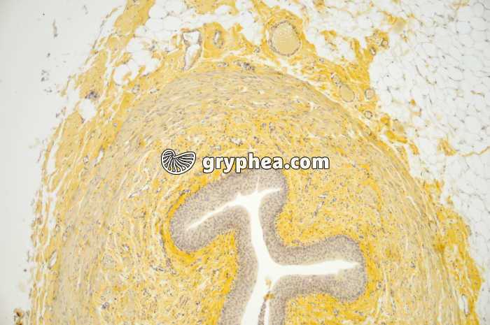 Urêtre muscle lisse x25 - gryphea.com